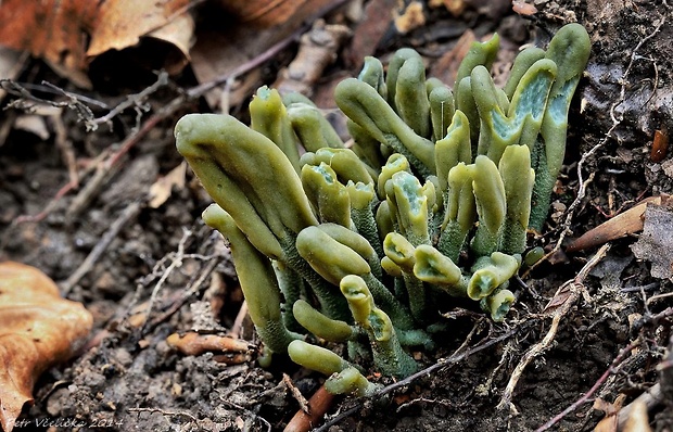 drobnojazýček sivozelený Microglossum griseoviride V.Kučera, Lizoň & M.Tomšovský