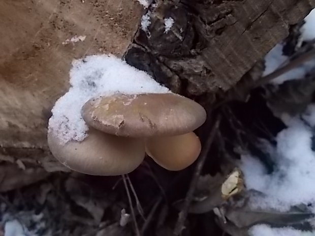 hliva ustricovitá Pleurotus ostreatus (Jacq.) P. Kumm.