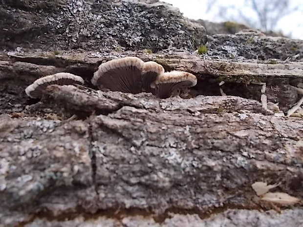 klanolupeňovka obyčajná Schizophyllum commune Fr.