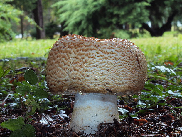 pečiarka obrovská Agaricus augustus Fr.