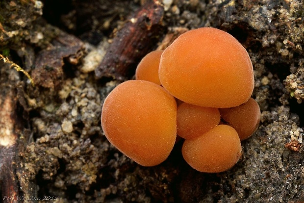 plamienka Flammulina sp.