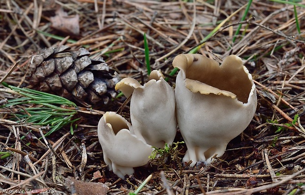 chriapač sosnový Helvella leucomelaena (Pers.) Nannf.