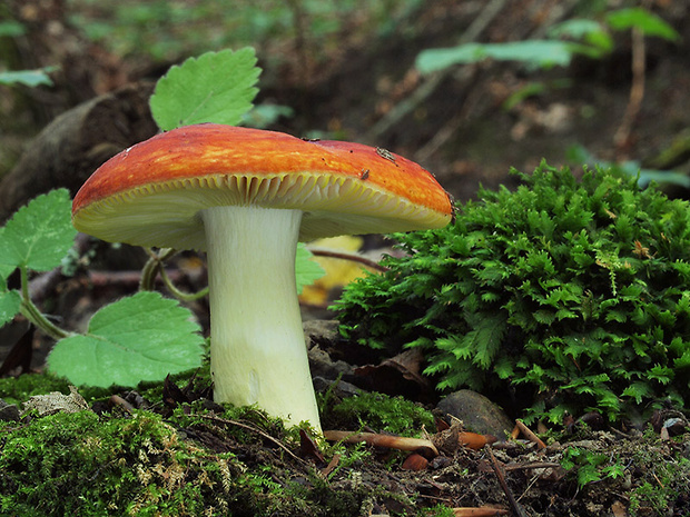 plávka zlatožltá Russula aurea Pers.