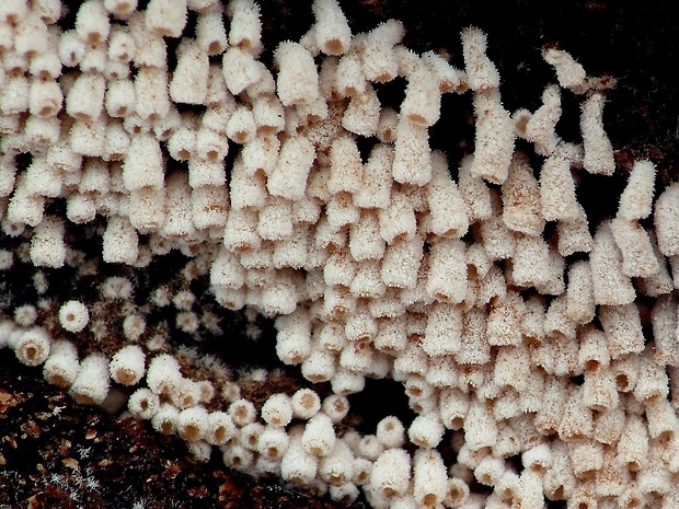 trúbeľka topoľová Phaeosolenia densa (Berk.) W.B. Cooke