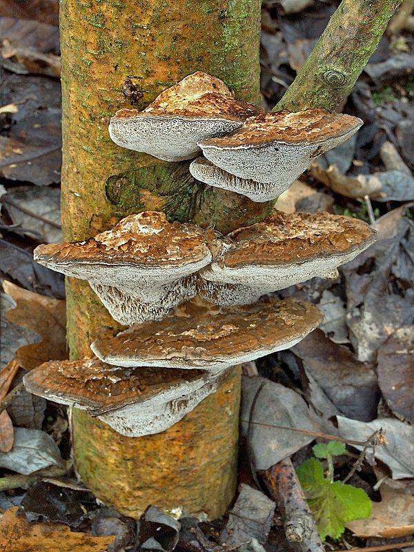 sieťkovček červenkastý Daedaleopsis confragosa (Bolton) J. Schröt.