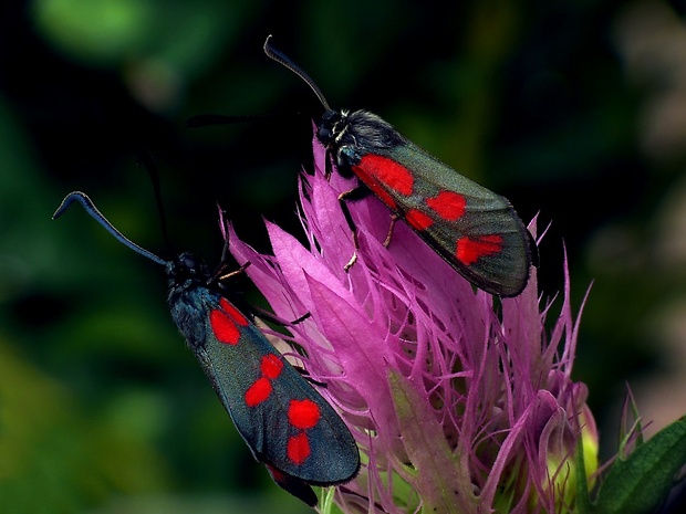 vretienky Zygaena sp.