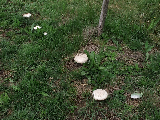 muchotrávka Vittadiniho Amanita vittadinii (Moretti) Vittad.