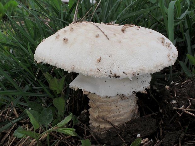 muchotrávka Vittadiniho Amanita vittadinii (Moretti) Vittad.