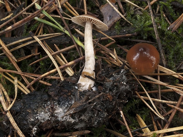 pavučinovec obstrihaný Cortinarius detonsus (Fr.) Fr.