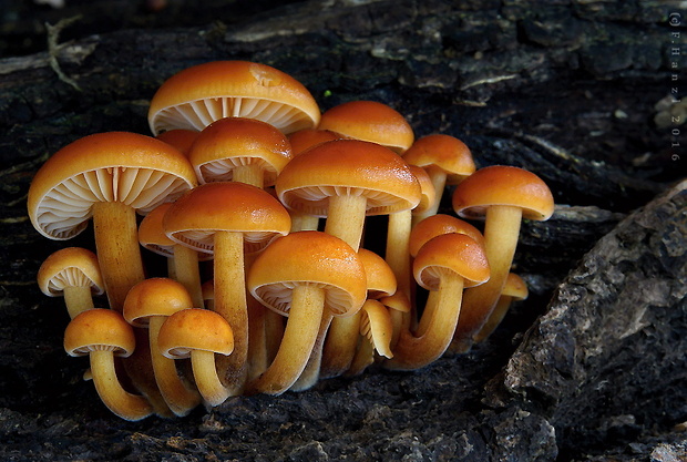 plamienka Flammulina sp.