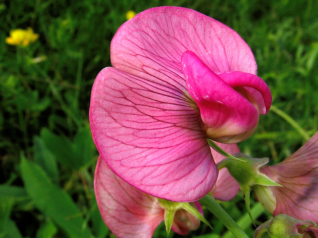 hrachor širokolistý Lathyrus latifolius L.