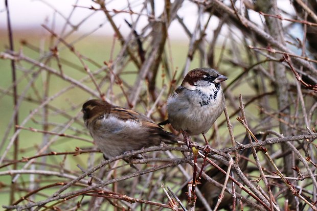 vrabec domový Passer domesticus