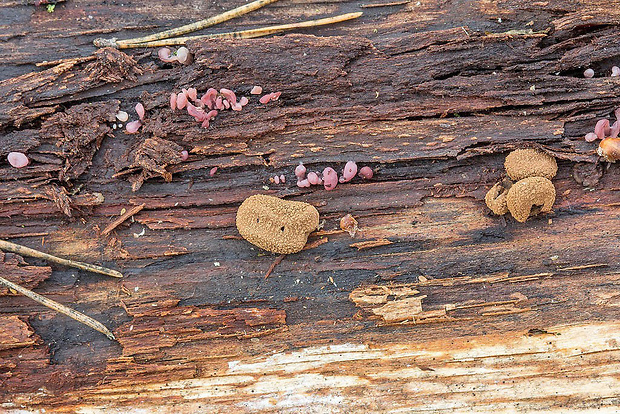 dutinovka otrubnatá Encoelia furfuracea (Roth) P. Karst.