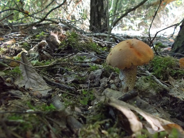 kozák Leccinum sp.