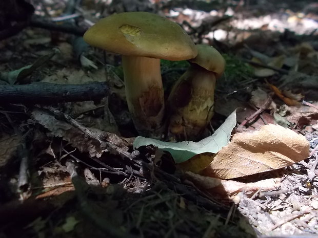 hríb zrnitohlúbikový odfarbený Neoboletus xanthopus (Quél.) Krieglst.