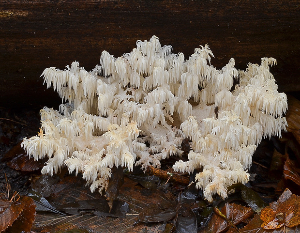 koralovec bukový Hericium coralloides (Scop.) Pers.