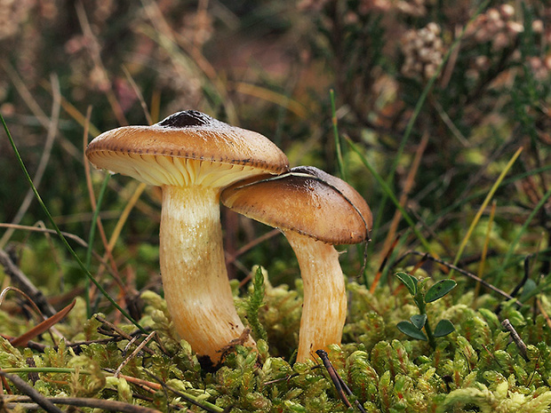 šťavnačka mrazová Hygrophorus hypothejus (Fr.) Fr.