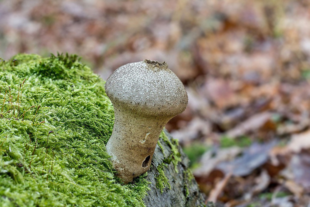 rozpadavec stopkatý Lycoperdon excipuliforme (Scop.) Pers.