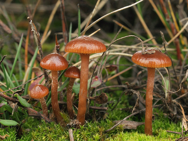 holohlavec tmavý Psilocybe montana (Pers.) P. Kumm.