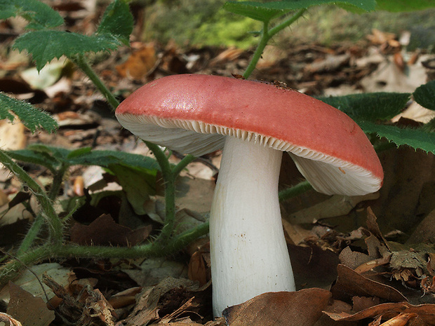 plávka Russula sp.