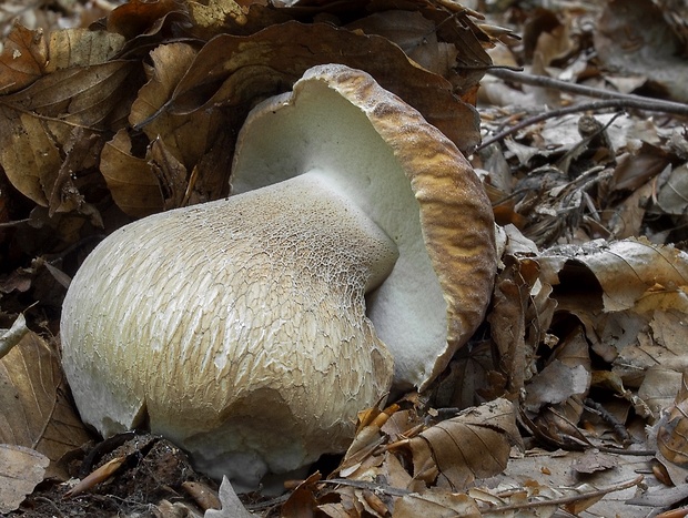 hríb smrekový Boletus edulis Bull.