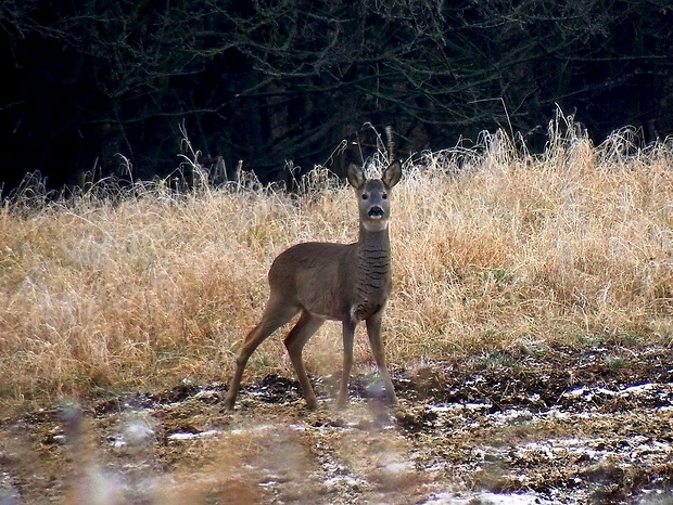 srna lesná Capreolus capreolus Linnaeus, 1758