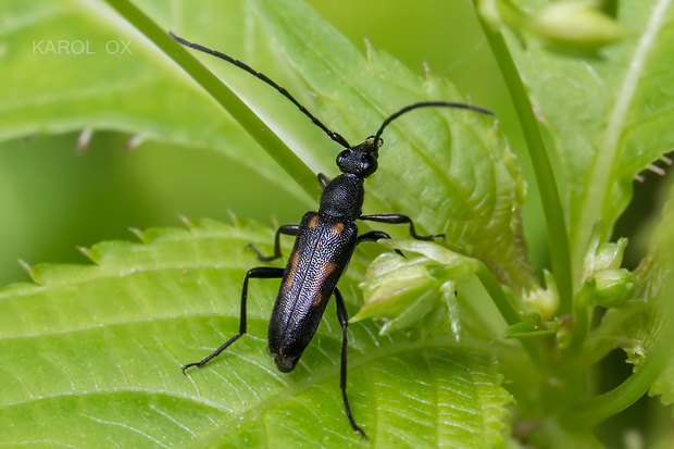 fuzáč Anoplodera sexguttata var. excalamationis