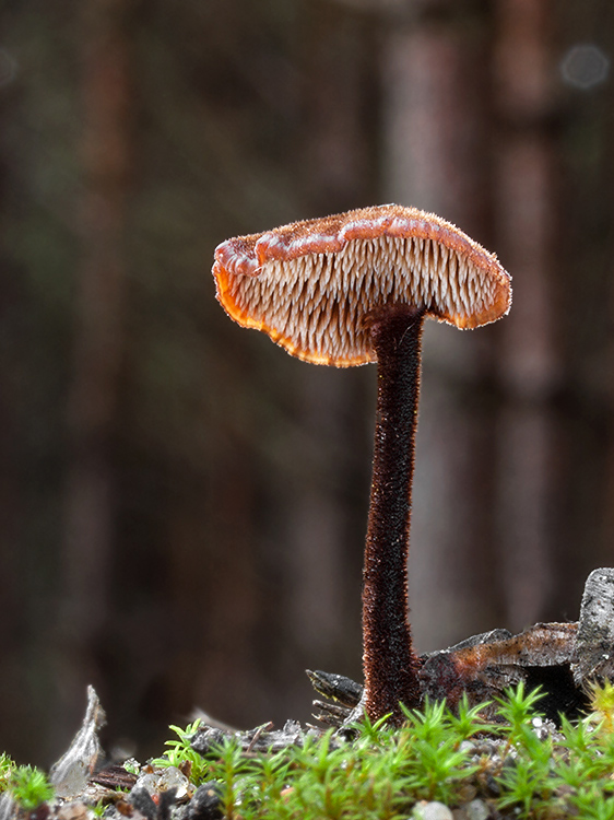 lopatovka obyčajná Auriscalpium vulgare Gray