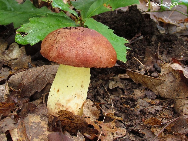 hríb príveskatý Butyriboletus appendiculatus (Schaeff. ex Fr.) Secr.