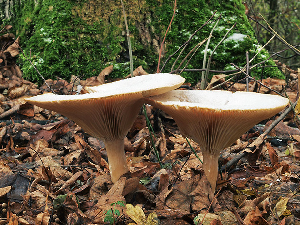 čechratec obrovský Leucopaxillus giganteus (Sowerby) Singer