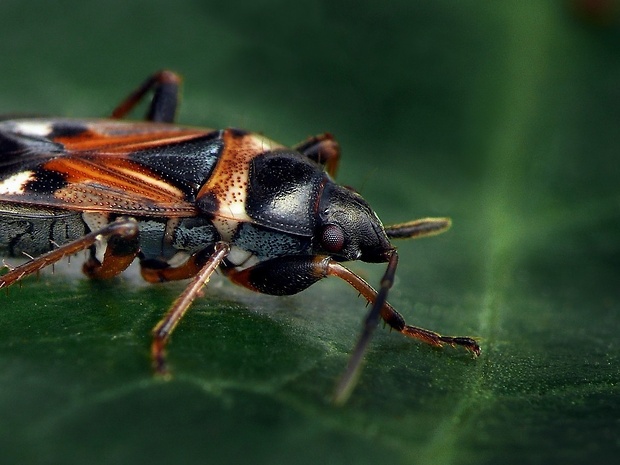 ploštička (sk) / pozemka (cz) Raglius alboacuminatus Goeze, 1778