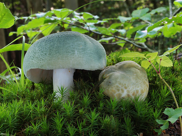 plávka zelenkastá Russula virescens (Schaeff.) Fr.