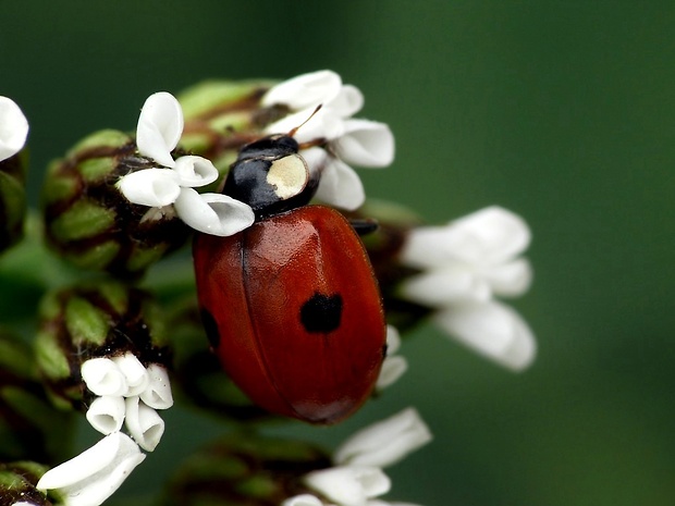 lienka dvojbodková (sk) / slunéčko dvoutečné (cz) Adalia bipunctata Linnaeus, 1758