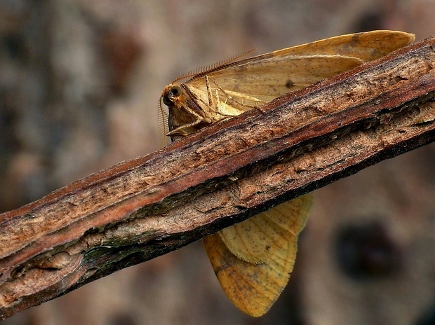 piadivka pomarančová (sk) / tmavoskvrnáč zlatavý (cz) Agriopis aurantiaria Hübner, 1799