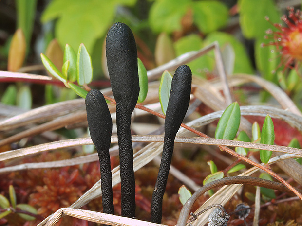 jazýček Geoglossum glabrum Pers.