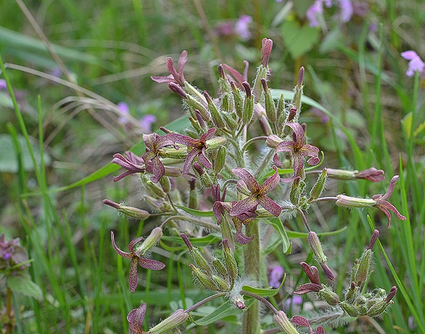 večernica smutná Hesperis tristis L.