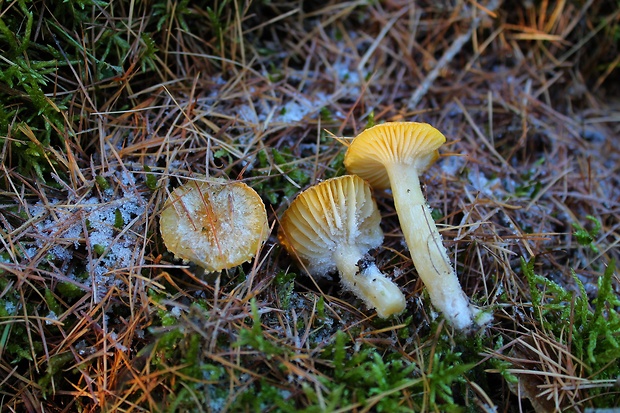 šťavnačka smrekovcová Hygrophorus lucorum Kalchbr.