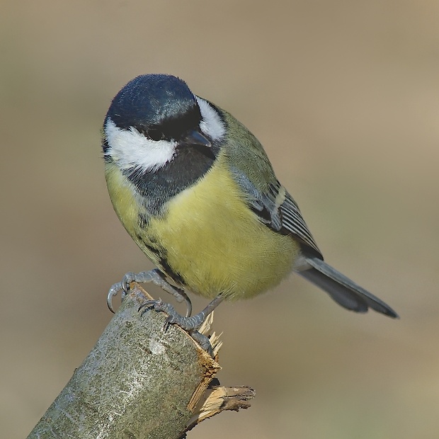 sýkorka veľká Parus major