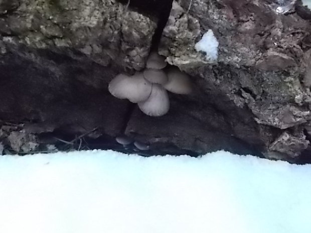 hliva ustricovitá Pleurotus ostreatus (Jacq.) P. Kumm.