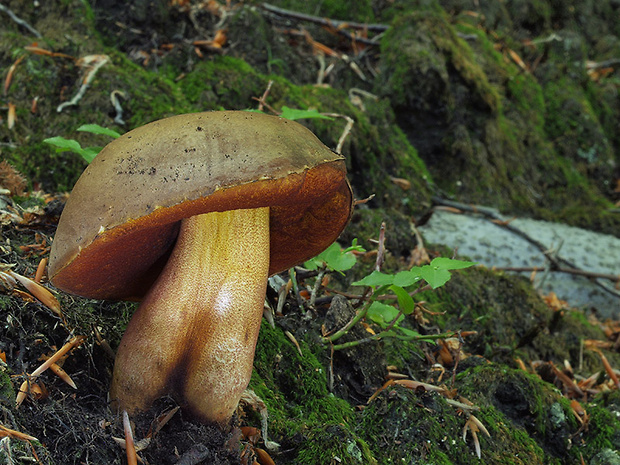 hríb zrnitohlúbikový Sutorius luridiformis (Rostk.) G. Wu & Zhu L. Yang