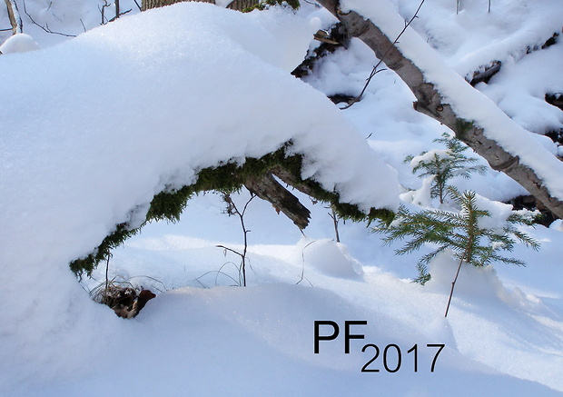 PF 2017