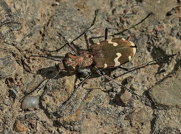 svižník lesný Cicindela silvicola