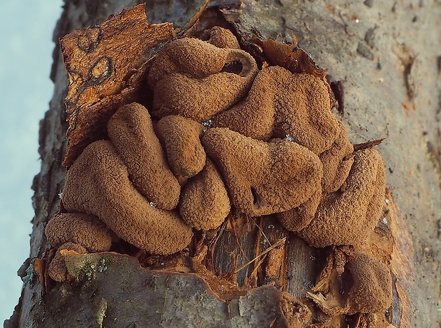 dutinovka otrubnatá Encoelia furfuracea (Roth) P. Karst.