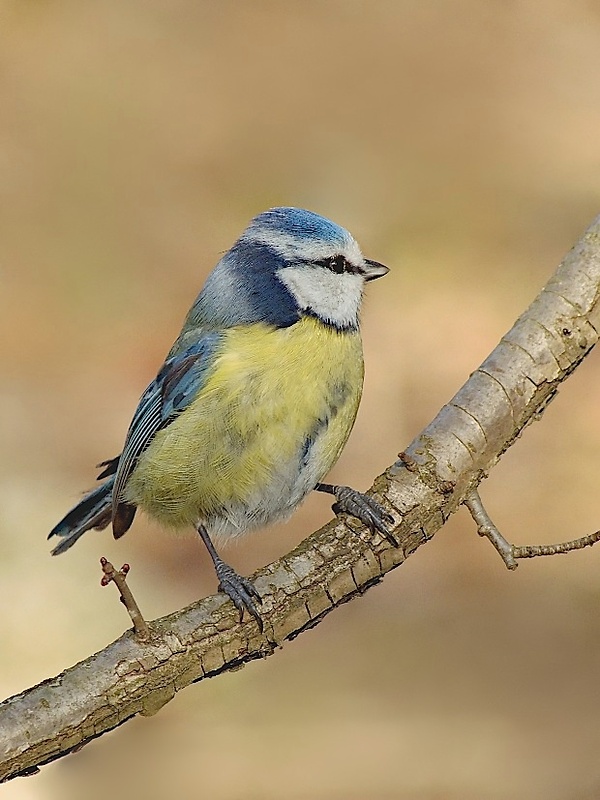 sýkorka belasá Parus caeruleus