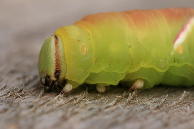 lišaj orgovánový Sphinx ligustri