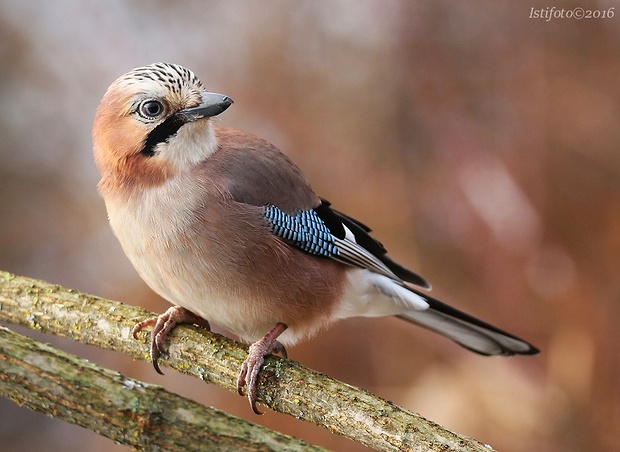 sojka škriekavá Garrulus glandarius