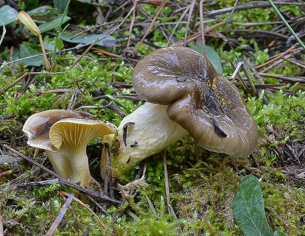 šťavnačka mrazová Hygrophorus hypothejus (Fr.) Fr.