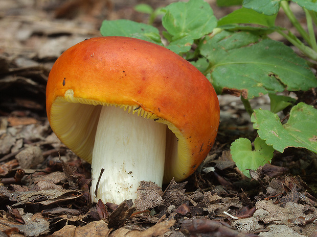 plávka zlatožltá Russula aurea Pers.