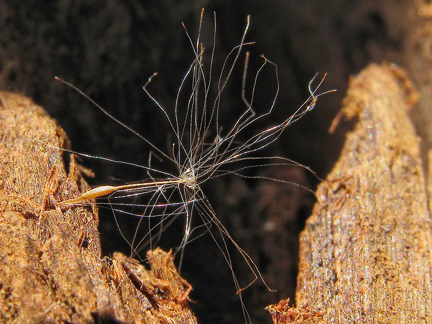 pálka úzkolistá Typha angustifolia L.