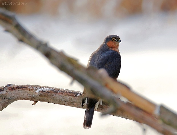 jastrab krahulec Accipiter nisus